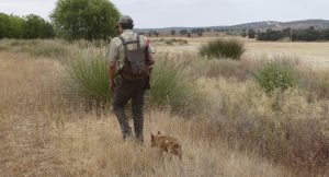 Lee más sobre el artículo Señales que pueden dar idea de la Idoneidad de un Cachorro para la Caza