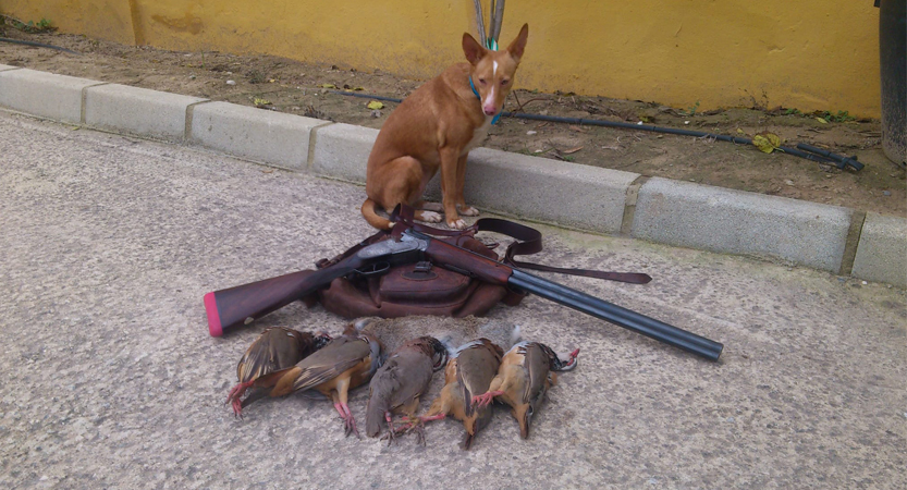 Lee más sobre el artículo Las Edades de Los Podencos (II-Los adultos)