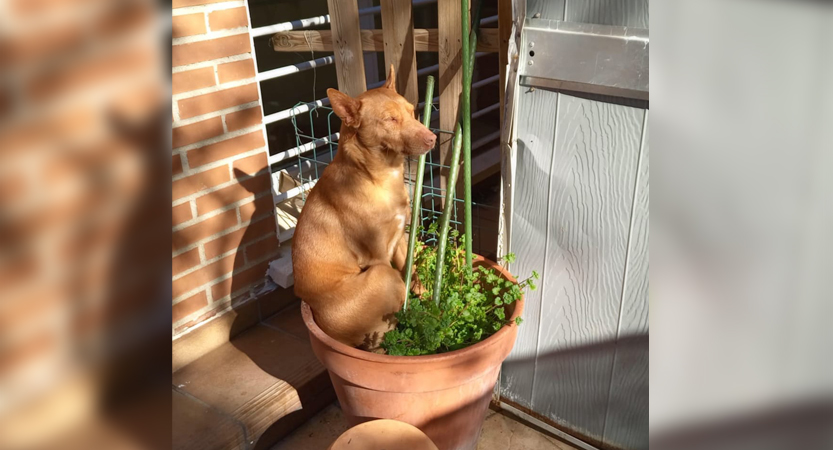 Lee más sobre el artículo Las Edades de Los Podencos (I-Los jóvenes)