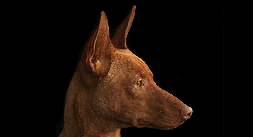 En este momento estás viendo Las Orejas del Podenco Andaluz