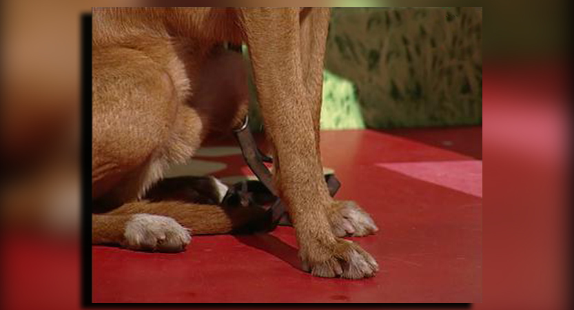 Lee más sobre el artículo Los Pies de los Podencos Andaluces