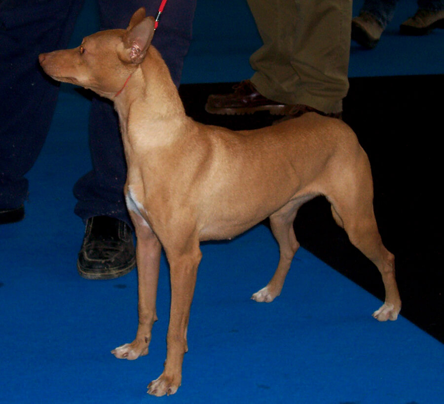 pies_podenco_andaluz1