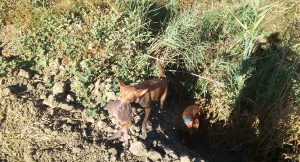 Lee más sobre el artículo Podencos de Zarzas