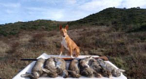 Lee más sobre el artículo El Caracter del Podenco Andaluz (I)