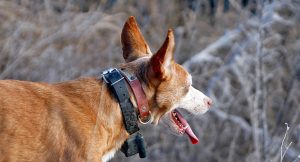 Lee más sobre el artículo El uso del collar de impulsos eléctricos