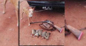 Lee más sobre el artículo La Caza de la Perdiz con Podenco Andaluz