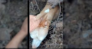 Lee más sobre el artículo Perros que se pierden cazando